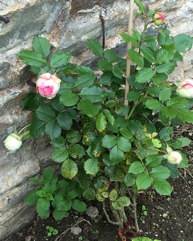 Le Manoir De Benedicte B&B Cahan ภายนอก รูปภาพ